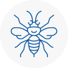 Swadlincote Hornet Nest Removals
