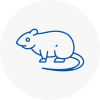 Rat Control Swadlincote