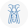 Swadlincote Wasp Nest Removal